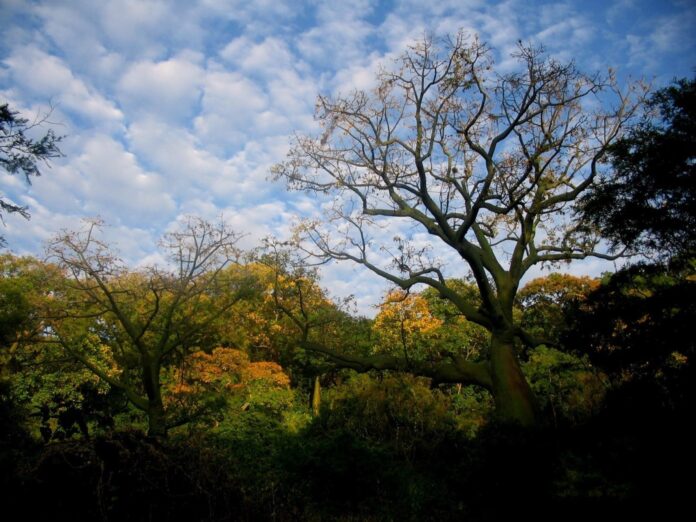 Serfor propone nuevos lineamientos para proteger ecosistemas frágiles en Perú