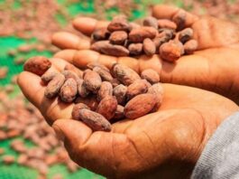 Loreto: instalan módulos de acopio para fortalecer cadena del cacao Loreto: instalan módulos de acopio para fortalecer cadena del cacao