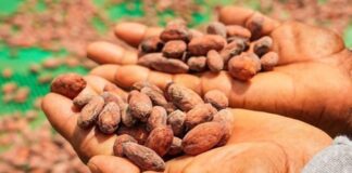 Loreto: instalan módulos de acopio para fortalecer cadena del cacao Loreto: instalan módulos de acopio para fortalecer cadena del cacao