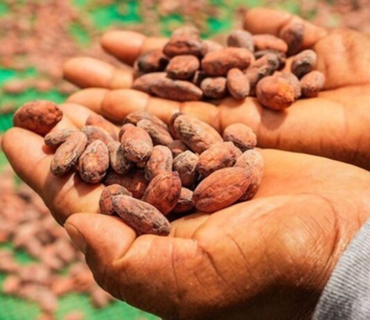 Loreto: instalan módulos de acopio para fortalecer cadena del cacao Loreto: instalan módulos de acopio para fortalecer cadena del cacao