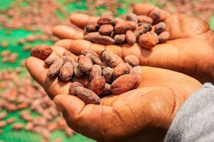 Loreto: instalan módulos de acopio para fortalecer cadena del cacao