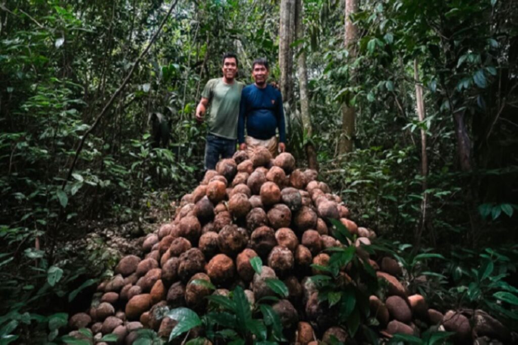 Madre de Dios: comunidad nativa fortalece bionegocios con producción de castaña sostenible Madre de Dios: comunidad nativa fortalece bionegocios con producción de castaña sostenible