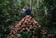 Madre de Dios: comunidad nativa fortalece bionegocios con producción de castaña sostenible Madre de Dios: comunidad nativa fortalece bionegocios con producción de castaña sostenible
