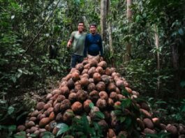 Madre de Dios: comunidad nativa fortalece bionegocios con producción de castaña sostenible Madre de Dios: comunidad nativa fortalece bionegocios con producción de castaña sostenible