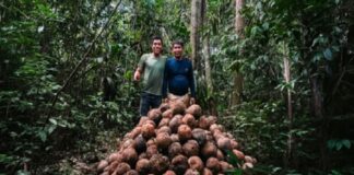 Madre de Dios: comunidad nativa fortalece bionegocios con producción de castaña sostenible Madre de Dios: comunidad nativa fortalece bionegocios con producción de castaña sostenible