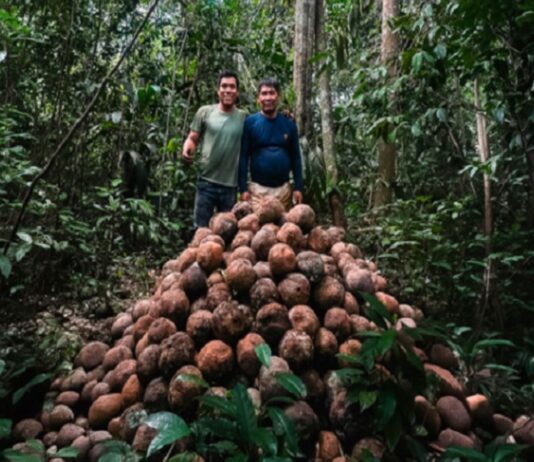Madre de Dios: comunidad nativa fortalece bionegocios con producción de castaña sostenible Madre de Dios: comunidad nativa fortalece bionegocios con producción de castaña sostenible