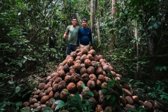 Madre de Dios: comunidad nativa fortalece bionegocios con producción de castaña sostenible