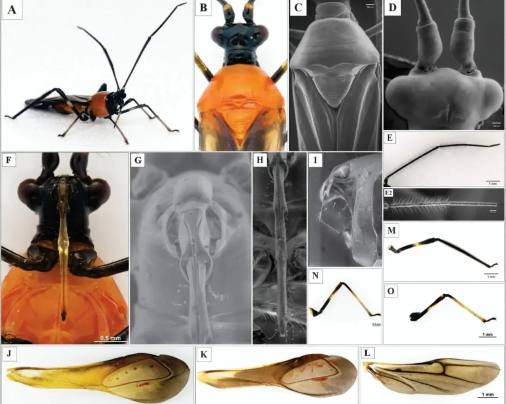 Amazonas: descubren insecto que amenaza producción de palto en la región