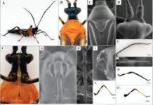 Amazonas: descubren insecto que amenaza producción de palto en la región Amazonas: descubren insecto que amenaza producción de palto en la región
