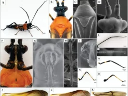 Amazonas: descubren insecto que amenaza producción de palto en la región Amazonas: descubren insecto que amenaza producción de palto en la región