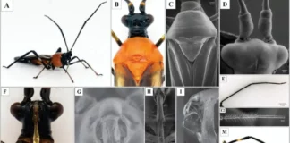 Amazonas: descubren insecto que amenaza producción de palto en la región Amazonas: descubren insecto que amenaza producción de palto en la región
