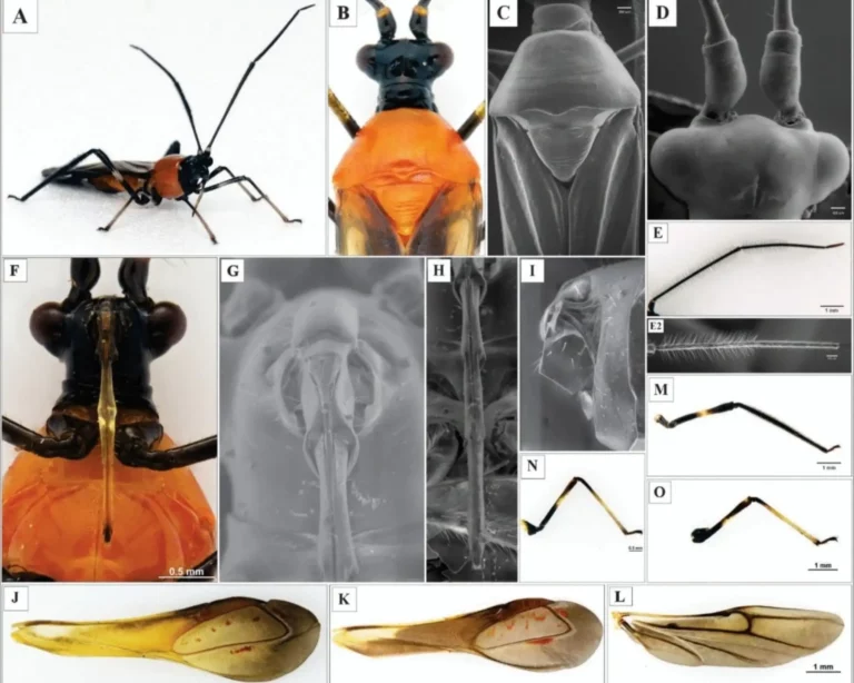 Amazonas: descubren insecto que amenaza producción de palto en la región