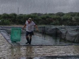 Produce otorga créditos de 0% y 1% a acuicultores afectados por lluvias: requisitos y cómo acceder Produce otorga créditos de 0% y 1% a acuicultores afectados por lluvias: requisitos y cómo acceder