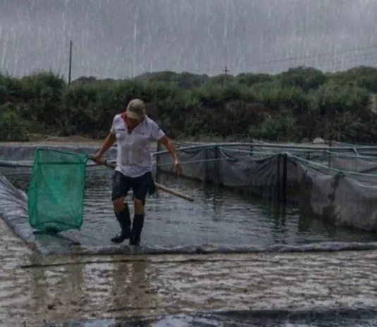 Produce otorga créditos de 0% y 1% a acuicultores afectados por lluvias: requisitos y cómo acceder Produce otorga créditos de 0% y 1% a acuicultores afectados por lluvias: requisitos y cómo acceder