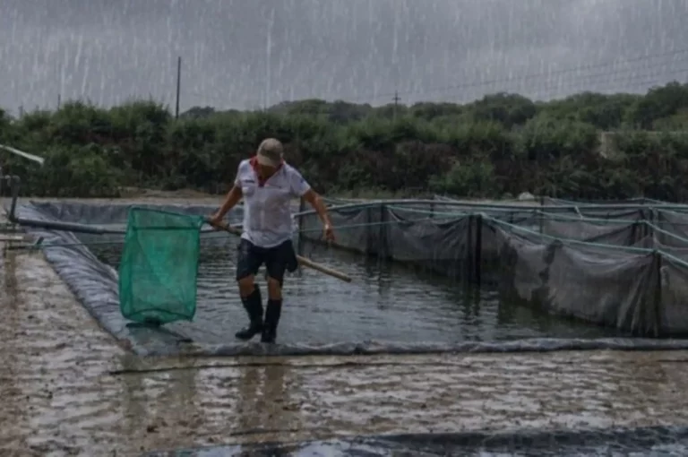 Produce otorga créditos de 0% y 1% a acuicultores afectados por lluvias: requisitos y cómo acceder