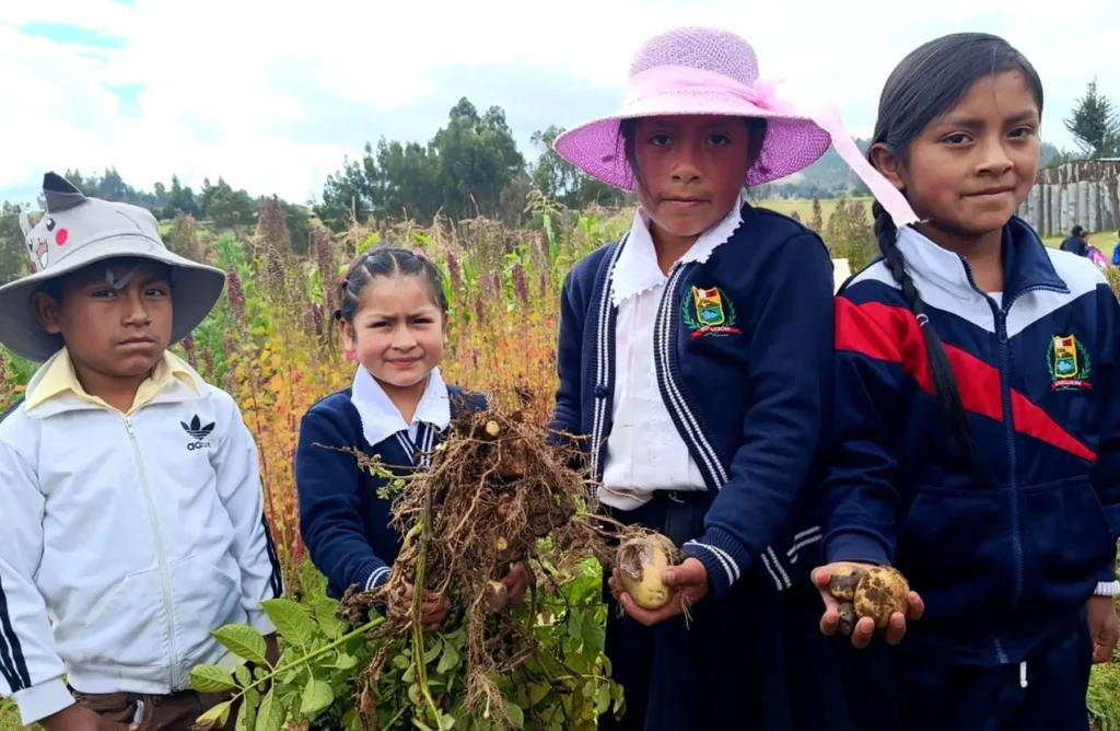 Docente cajamarquina promueve cultivo de papa nativa para reforzar alimentación escolar