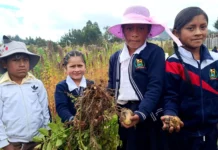 Docente cajamarquina promueve cultivo de papa nativa para reforzar alimentación escolar Docente cajamarquina promueve cultivo de papa nativa para reforzar alimentación escolar