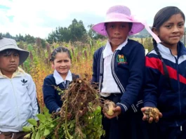 Docente cajamarquina promueve cultivo de papa nativa para reforzar alimentación escolar Docente cajamarquina promueve cultivo de papa nativa para reforzar alimentación escolar