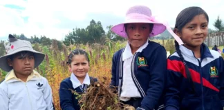 Docente cajamarquina promueve cultivo de papa nativa para reforzar alimentación escolar Docente cajamarquina promueve cultivo de papa nativa para reforzar alimentación escolar