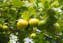 Piura: fortalecen producción agrícola en Tambogrande con instalación de 11 hectáreas de limón sutil Piura: fortalecen producción agrícola en Tambogrande con instalación de 11 hectáreas de limón sutil