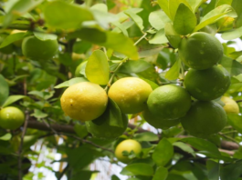 Piura: fortalecen producción agrícola en Tambogrande con instalación de 11 hectáreas de limón sutil Piura: fortalecen producción agrícola en Tambogrande con instalación de 11 hectáreas de limón sutil