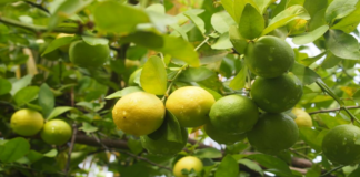 Piura: fortalecen producción agrícola en Tambogrande con instalación de 11 hectáreas de limón sutil Piura: fortalecen producción agrícola en Tambogrande con instalación de 11 hectáreas de limón sutil
