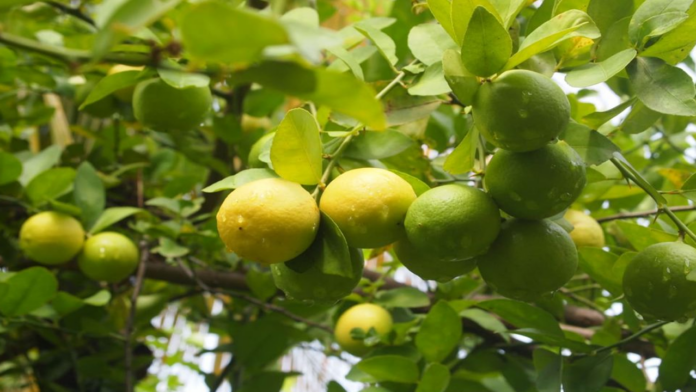Piura: fortalecen producción agrícola en Tambogrande con instalación de 11 hectáreas de limón sutil