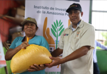Entregan más de 60 000 plantones y tres toneladas de semillas a agricultores de Ucayali afectados por desastres Entregan más de 60 000 plantones y tres toneladas de semillas a agricultores de Ucayali afectados por desastres