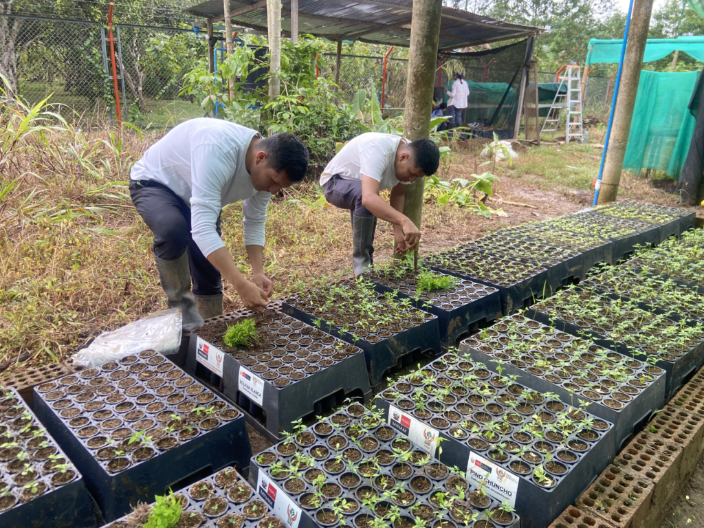 Impulsan sistemas agroforestales en Huánuco para fortalecer la seguridad alimentaria de familias rurales