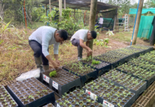Impulsan sistemas agroforestales en Huánuco para fortalecer la seguridad alimentaria de familias rurales Impulsan sistemas agroforestales en Huánuco para fortalecer la seguridad alimentaria de familias rurales