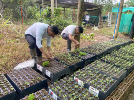 Impulsan sistemas agroforestales en Huánuco para fortalecer la seguridad alimentaria de familias rurales Impulsan sistemas agroforestales en Huánuco para fortalecer la seguridad alimentaria de familias rurales