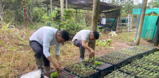 Impulsan sistemas agroforestales en Huánuco para fortalecer la seguridad alimentaria de familias rurales Impulsan sistemas agroforestales en Huánuco para fortalecer la seguridad alimentaria de familias rurales