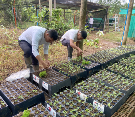 Impulsan sistemas agroforestales en Huánuco para fortalecer la seguridad alimentaria de familias rurales Impulsan sistemas agroforestales en Huánuco para fortalecer la seguridad alimentaria de familias rurales
