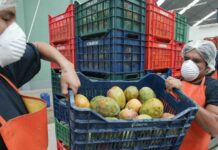 Exportaciones peruanas de frutas y hortalizas crecieron 16.4% en enero de 2026 y sumaron US$904 millones Exportaciones peruanas de frutas y hortalizas crecieron 16.4% en enero de 2026 y sumaron US$904 millones