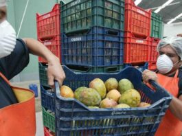 Exportaciones peruanas de frutas y hortalizas crecieron 16.4% en enero de 2026 y sumaron US$904 millones Exportaciones peruanas de frutas y hortalizas crecieron 16.4% en enero de 2026 y sumaron US$904 millones