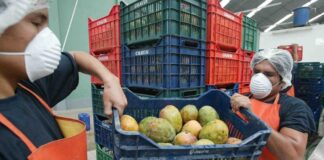 Exportaciones peruanas de frutas y hortalizas crecieron 16.4% en enero de 2026 y sumaron US$904 millones Exportaciones peruanas de frutas y hortalizas crecieron 16.4% en enero de 2026 y sumaron US$904 millones