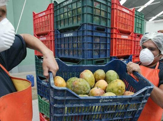 Exportaciones peruanas de frutas y hortalizas crecieron 16.4% en enero de 2026 y sumaron US$904 millones Exportaciones peruanas de frutas y hortalizas crecieron 16.4% en enero de 2026 y sumaron US$904 millones