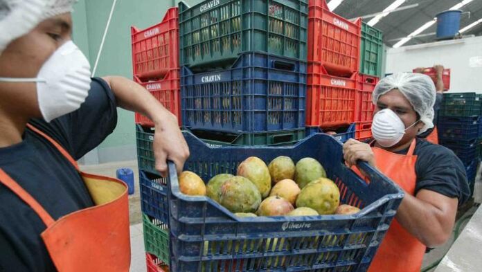 Exportaciones peruanas de frutas y hortalizas crecieron 16.4% en enero de 2026 y sumaron US$904 millones