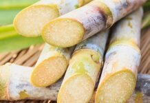 Producción de caña de azúcar para etanol en Piura creció casi un millón de toneladas en 2025 Producción de caña de azúcar para etanol en Piura creció casi un millón de toneladas en 2025