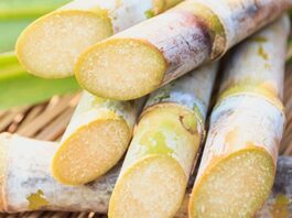 Producción de caña de azúcar para etanol en Piura creció casi un millón de toneladas en 2025 Producción de caña de azúcar para etanol en Piura creció casi un millón de toneladas en 2025