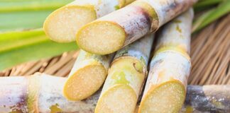 Producción de caña de azúcar para etanol en Piura creció casi un millón de toneladas en 2025 Producción de caña de azúcar para etanol en Piura creció casi un millón de toneladas en 2025