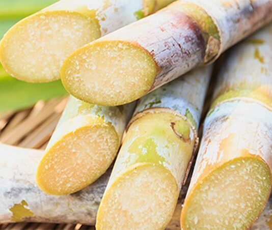 Producción de caña de azúcar para etanol en Piura creció casi un millón de toneladas en 2025 Producción de caña de azúcar para etanol en Piura creció casi un millón de toneladas en 2025