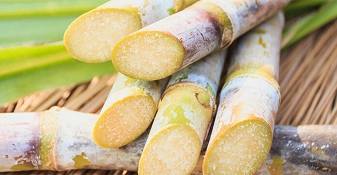 Producción de caña de azúcar para etanol en Piura creció casi un millón de toneladas en 2025 Producción de caña de azúcar para etanol en Piura creció casi un millón de toneladas en 2025