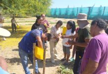 Más de 120 productores de Piura adoptan trampas ecológicas para reducir el uso de insecticidas hasta en un 60% Más de 120 productores de Piura adoptan trampas ecológicas para reducir el uso de insecticidas hasta en un 60%