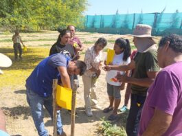 Más de 120 productores de Piura adoptan trampas ecológicas para reducir el uso de insecticidas hasta en un 60% Más de 120 productores de Piura adoptan trampas ecológicas para reducir el uso de insecticidas hasta en un 60%