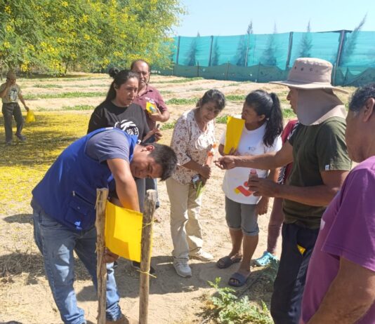 Más de 120 productores de Piura adoptan trampas ecológicas para reducir el uso de insecticidas hasta en un 60% Más de 120 productores de Piura adoptan trampas ecológicas para reducir el uso de insecticidas hasta en un 60%