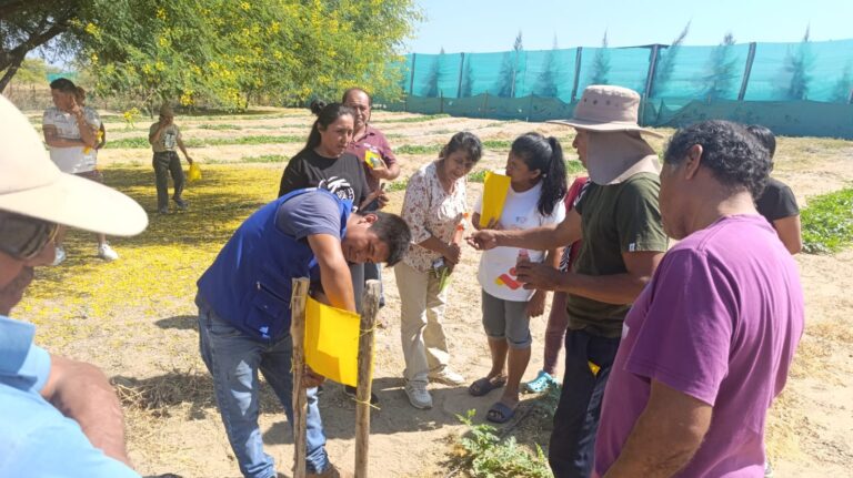 Más de 120 productores de Piura adoptan trampas ecológicas para reducir el uso de insecticidas hasta en un 60%