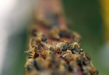 Perú impulsa proyecto para proteger abejas y mariposas en ecosistemas nacionales Perú impulsa proyecto para proteger abejas y mariposas en ecosistemas nacionales