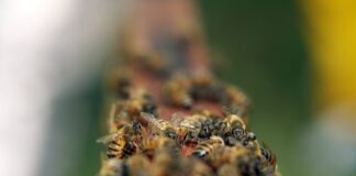 Perú impulsa proyecto para proteger abejas y mariposas en ecosistemas nacionales Perú impulsa proyecto para proteger abejas y mariposas en ecosistemas nacionales