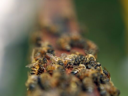 Perú impulsa proyecto para proteger abejas y mariposas en ecosistemas nacionales Perú impulsa proyecto para proteger abejas y mariposas en ecosistemas nacionales